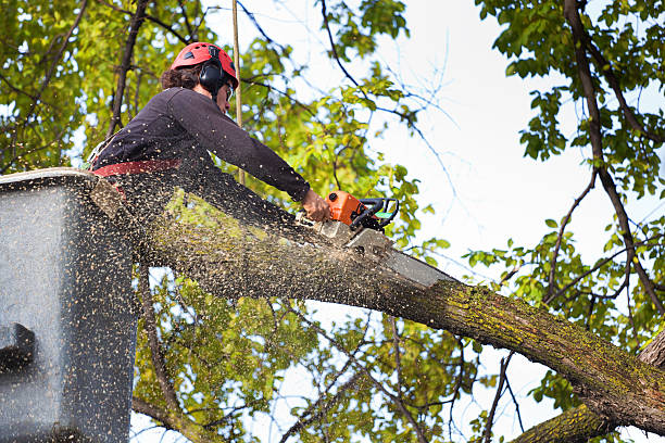 Large Tree Removal in Magnolia, NC